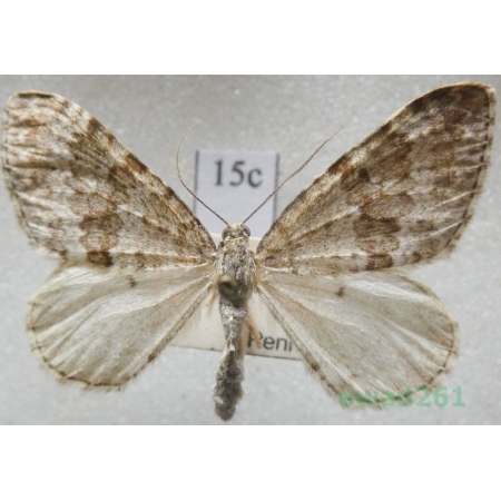Entephria caesiata (Denis & Schiffermüller, 1775) Czech15c